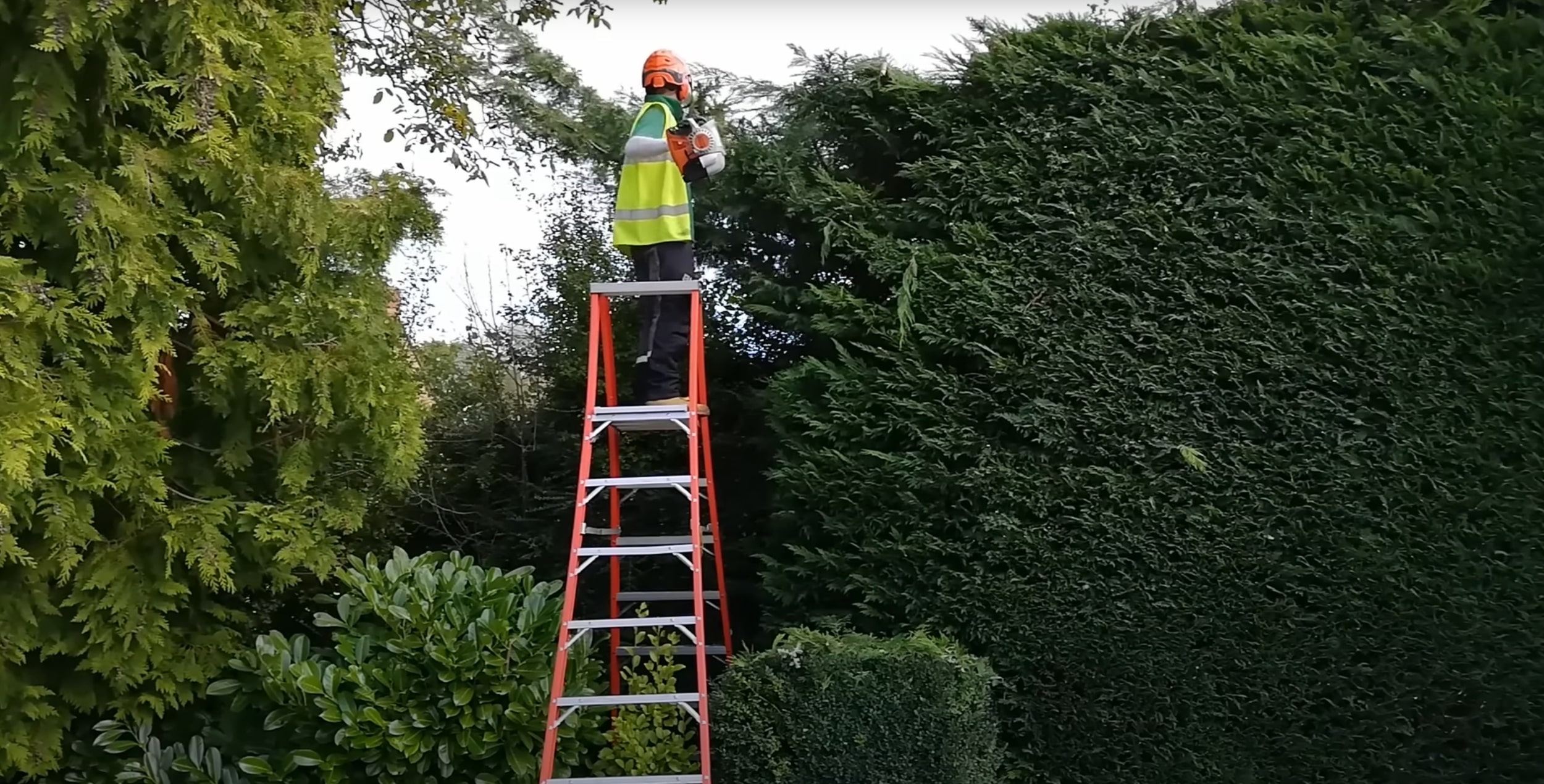 Professional tree trimming and pruning service on ladder in Roseville