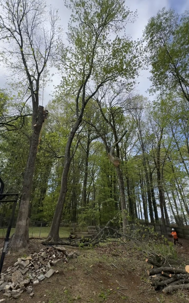 Professional tree service crew in Roseville, MN